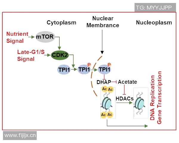 以团队协作为核心推动力探索创新与高效发展的全新路径
